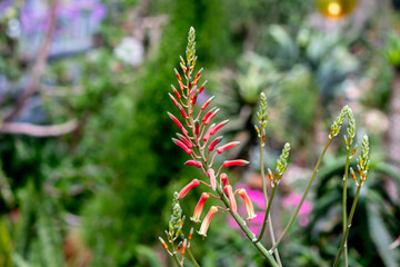 Lythrum salicaria. Wild summer flowers