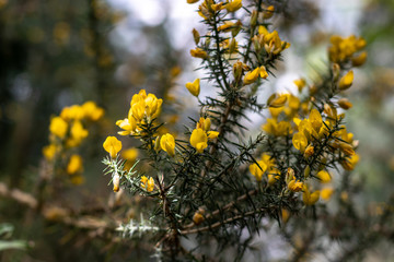 little yellow flowers on the tree