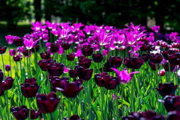 multi-colored tulips black pink purple