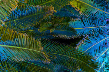 Fototapeta premium Illuminated palm trees at night - tropical background.