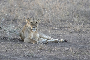Lioness that lies in a clearing in the shade of bushes in the evening African savannah