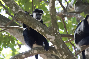male mantled guereza which sits in the shade in the crown of a large tree