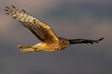 Extremely close view of a hen harrier in beautiful light , seen in the wild near the San Francisco Bay