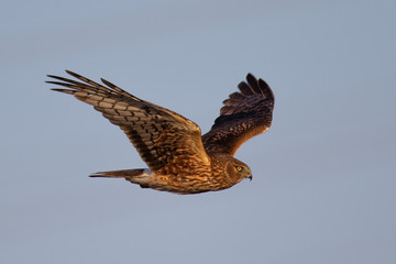 Extremely close view of a hen harrier in beautiful light , seen in the wild near the San Francisco Bay