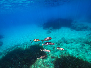 My Under Water World