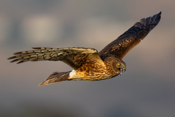 Obraz premium Extremely close view of a hen harrier in beautiful light , seen in the wild near the San Francisco Bay