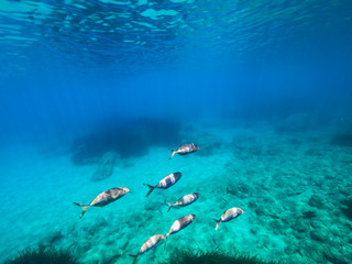 My Under Water World