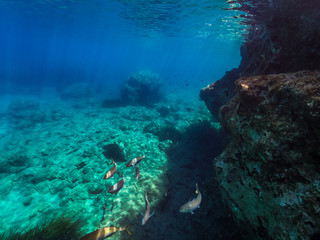 Fototapeta premium Underwaterworld