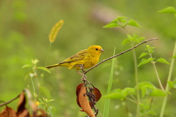 aves