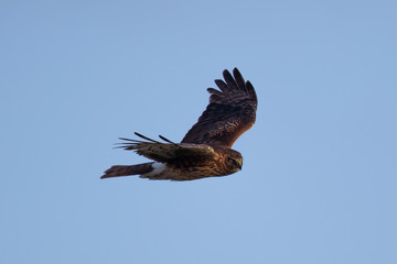 Extremely close view of a hen harrier, seen in the wild near the San Francisco Bay