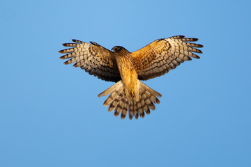 Extremely close view of a hen harrier in beautiful light , seen in the wild near the San Francisco Bay
