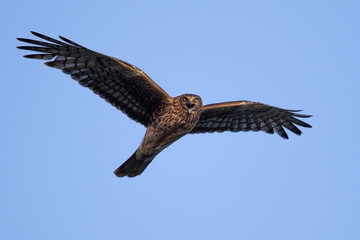 Extremely close view of a hen harrier opening his beak and screeching, seen in the wild near the San Francisco Bay