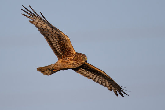 Extremely close view of a hen harrier in beautiful light , seen in the wild near the San Francisco Bay
