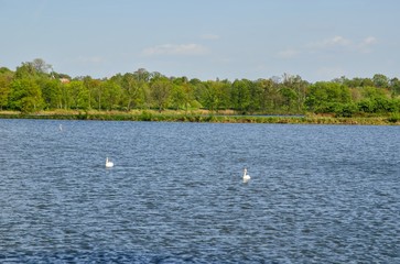 Fototapeta na wymiar Sunny day over the water. Floating swans in a rural pond.