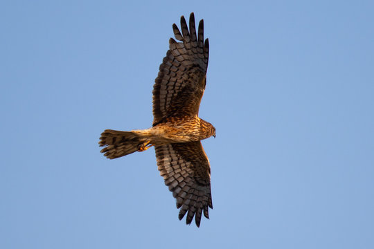 Extremely close view of a hen harrier in beautiful light , seen in the wild near the San Francisco Bay