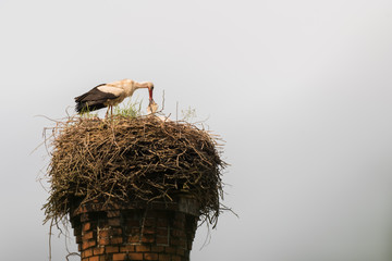 a stork feeds his children