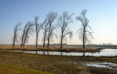 Row of bare trees silhouetted against a blue sky