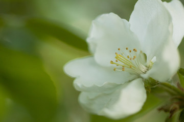 beautiful delicate white apple tree flower