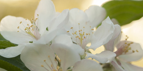 branch of a pear with beautiful white flowers