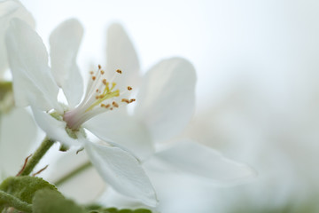 Fototapeta na wymiar tender white flowers of an apple-tree blooming in the garden