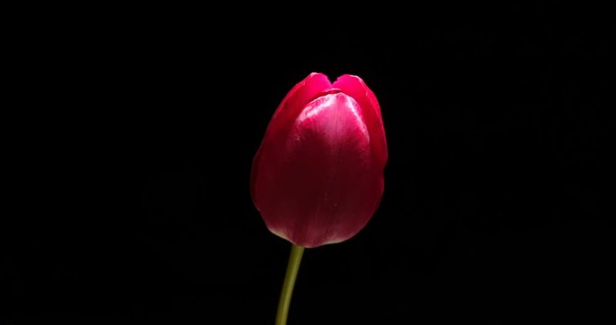 Timelapse of red tulip flower blooming on black background