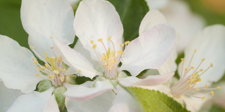 branch of a pear with beautiful white flowers