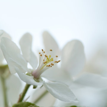 tender white flowers of an apple-tree blooming in the garden