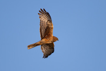Extremely close view of a hen harrier in beautiful light , seen in the wild near the San Francisco Bay