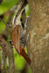 aves