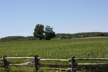 Fototapeta premium Countryside Afternoon Walk