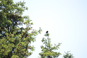 Countryside Afternoon Walk