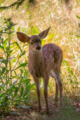 Very young black-tailed deer (fawn), seen in the wild in North California