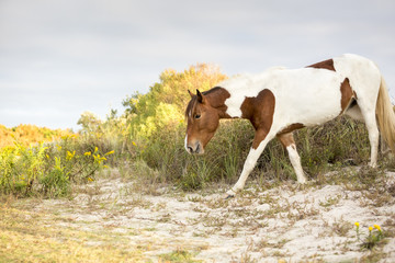 Fototapeta na wymiar A wild pony foraging on the dunes at Assateague Island National Seashore, Maryland
