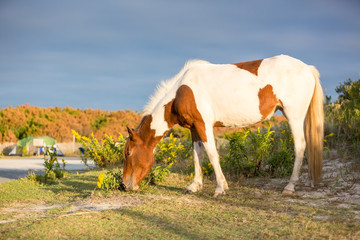 Fototapeta na wymiar A wild pony grazing among the campsites at Assateague Island National Seashore, Maryland