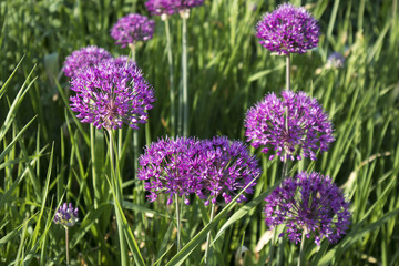 Purple allium flower in early spring with blurred background