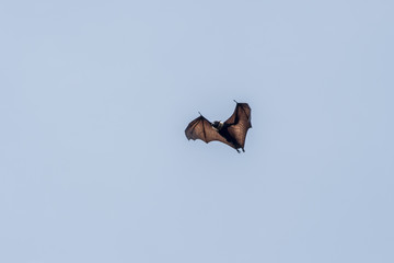 Megabats Sri Lanka - Flying Fox