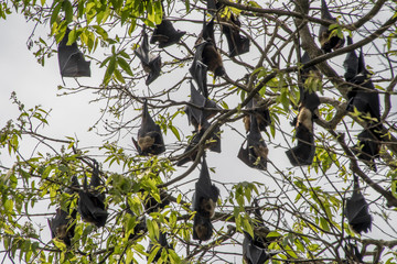 Megabats Sri Lanka - Flying Fox