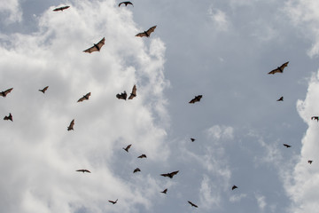 Megabats Sri Lanka - Flying Fox