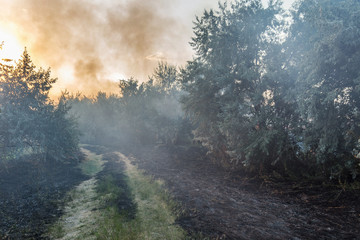Fototapeta na wymiar Forest wildfire. Burning field of dry grass and trees. Heavy smoke against blue sky. Wild fire due to hot windy weather in summer. Road to escape from disaster. Rescue way concept