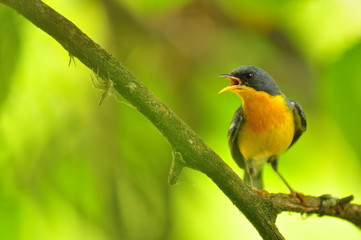 aves