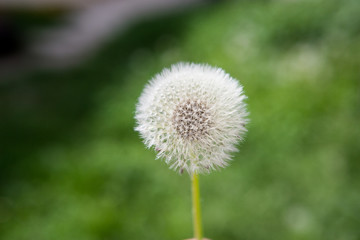 Dandelion with green Background