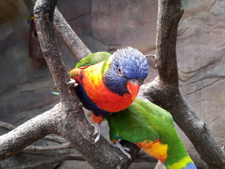 Bunte Vögel auf einen Ast
