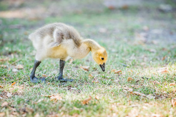 Closeup of one baby gosling goose bird chick on lawn grass eating plants, cute adorable eyes, flippers