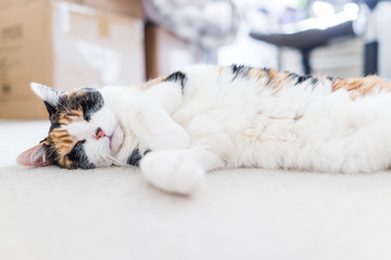 Fototapeta na wymiar Closeup of peaceful happy calico short hair cat with white stomach sleeping ground surface carpet level lying down on side in bedroom living room inside indoor house, clean fur