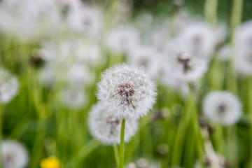 Silky dandelion head in grass