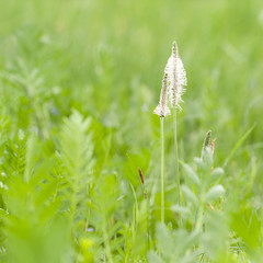 green grass and flowering plants in a summer field or on a meadow
