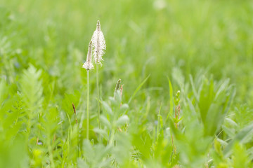 green grass and flowering plants in a summer field or on a meadow