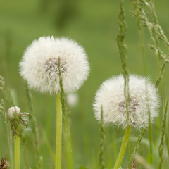 funny faded dandelion flower growing in a summer field or on a meadow