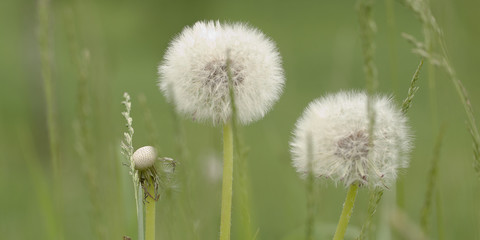 funny faded dandelion flower growing in a summer field or on a meadow