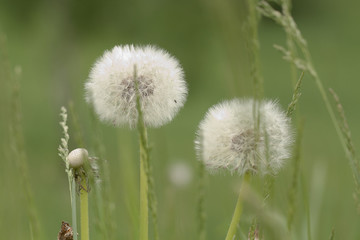 funny faded dandelion flower growing in a summer field or on a meadow